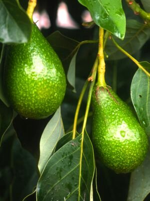 Bolsa de hoja de aguacate