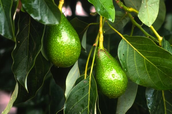 Bolsa de hoja de aguacate
