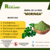 Capsula de hoja de moringa