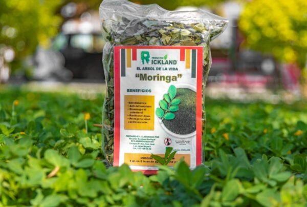 hoja de moringa