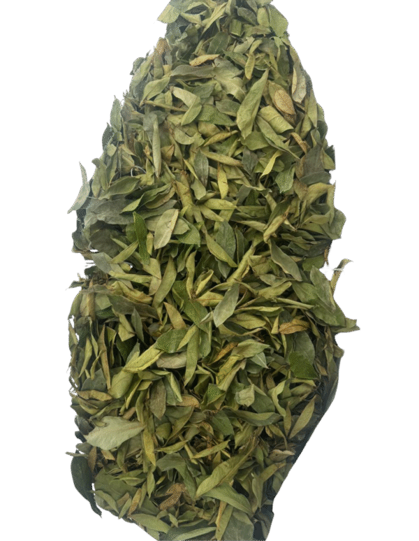 hoja de guanÃ¡bana deshidratada