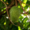 Bolsa de Hoja de Guanábana