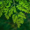 Bolsa de hoja de moringa