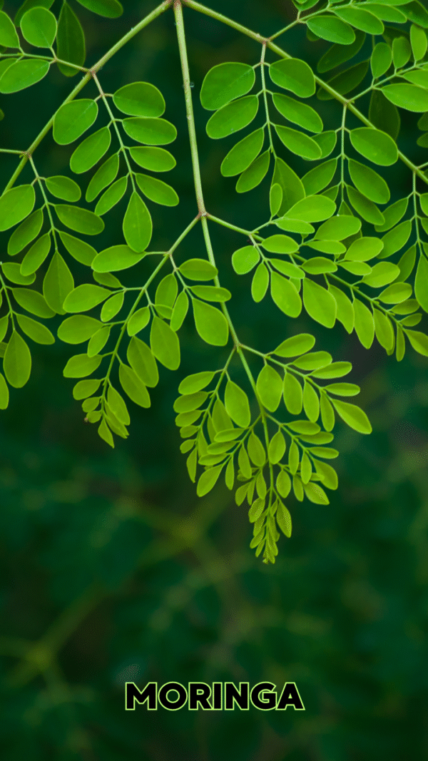Bolsa de hoja de moringa